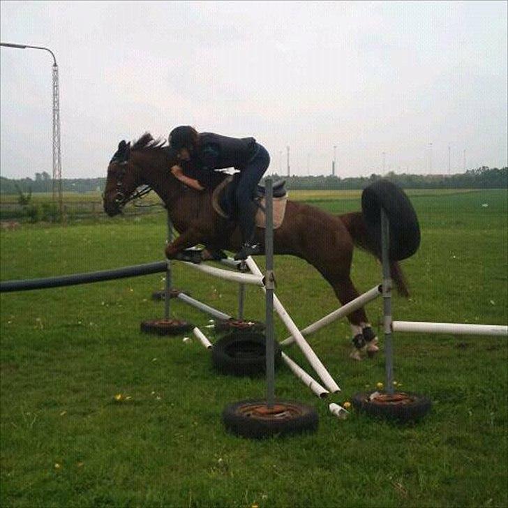 Hollandsk Sportspony Tøsen <33 billede 1