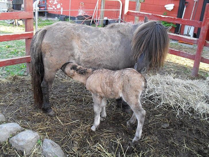 Shetlænder Thorshøjs winni billede 4