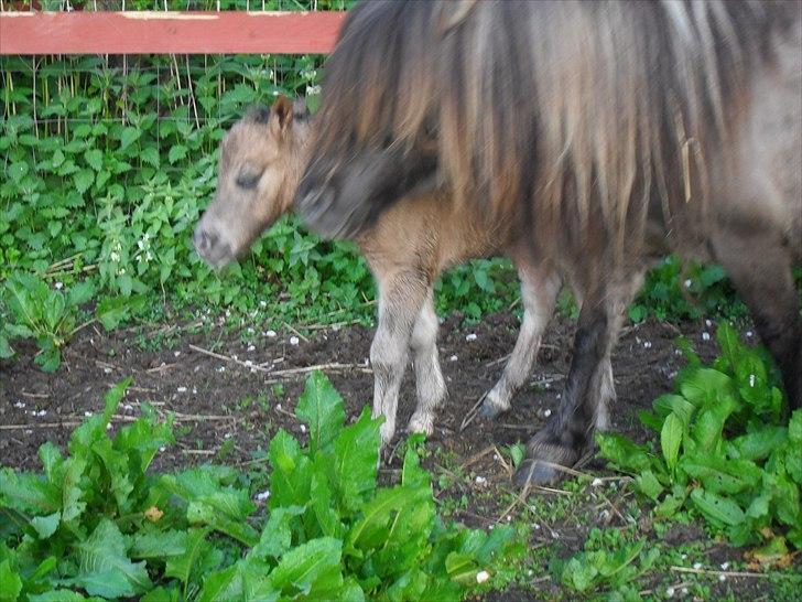 Shetlænder Thorshøjs winni billede 5