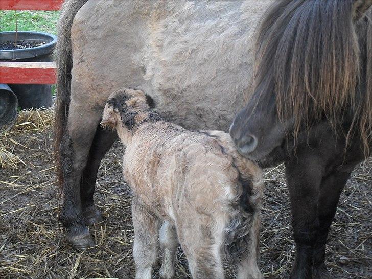 Shetlænder Thorshøjs winni billede 6