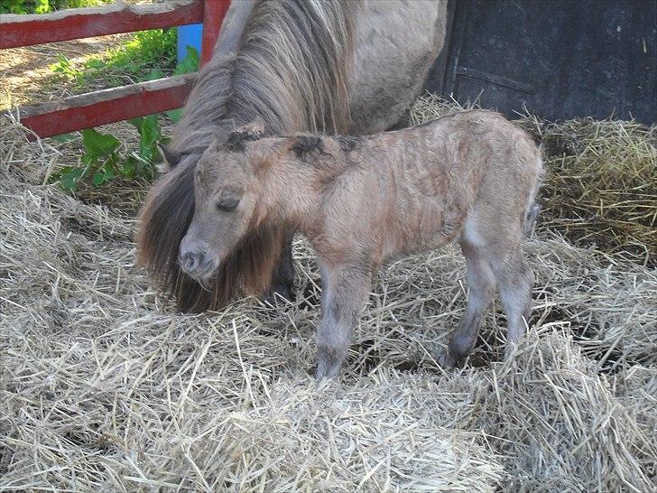Shetlænder Thorshøjs winni billede 7
