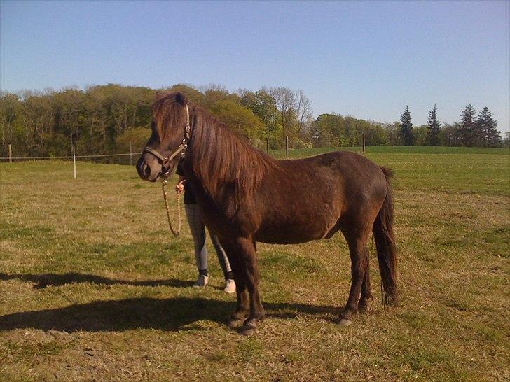 Islænder Faxi  - nyt billede 15