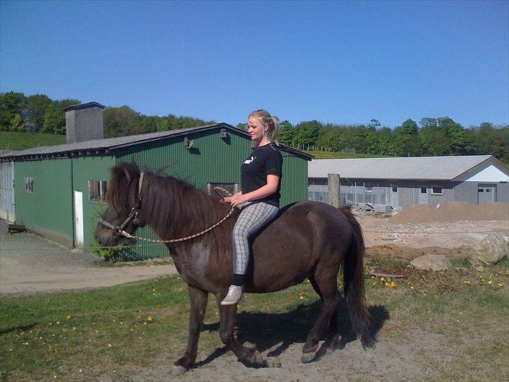 Islænder Faxi  - nyt billede 18