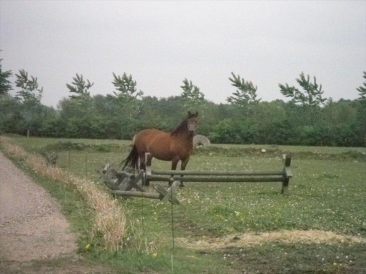 Anden særlig race Wendy - Kommer i med mad nu?? billede 9