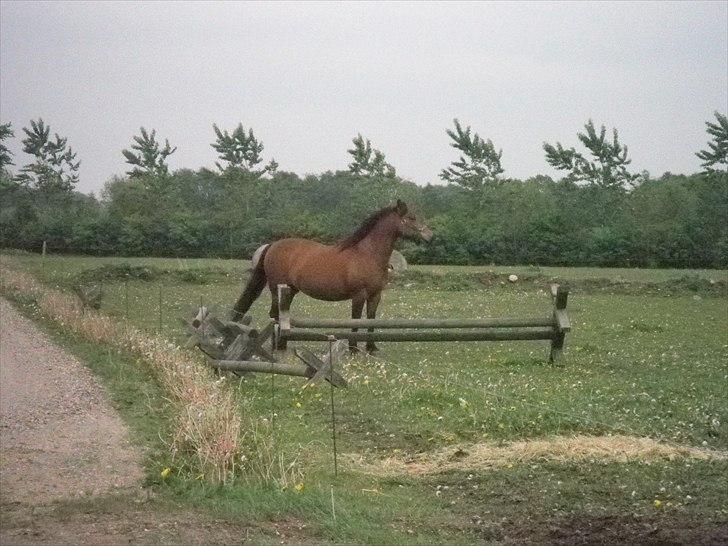 Anden særlig race Wendy - Tag nu det billede moar.. billede 10