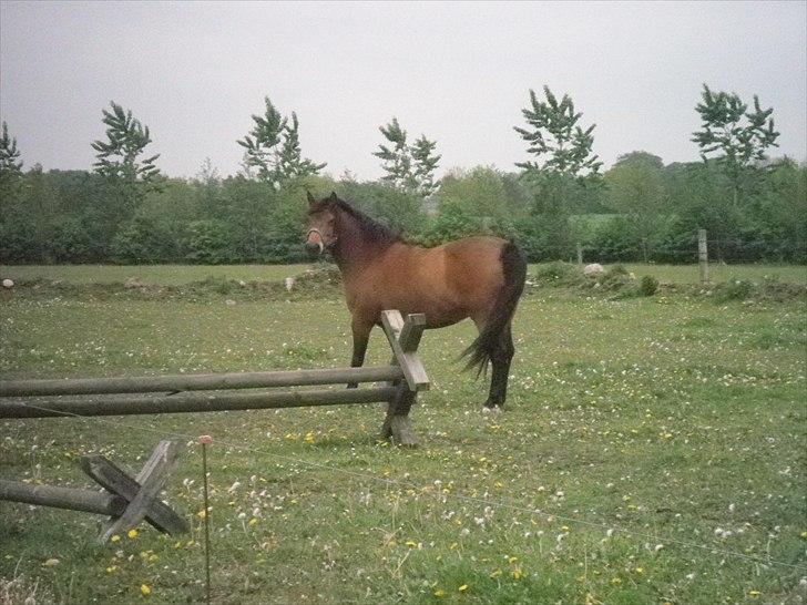 Anden særlig race Wendy - Kaldte du?? billede 11
