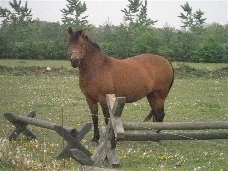 Anden særlig race Wendy - Gør mig til for kameraet :o) billede 12