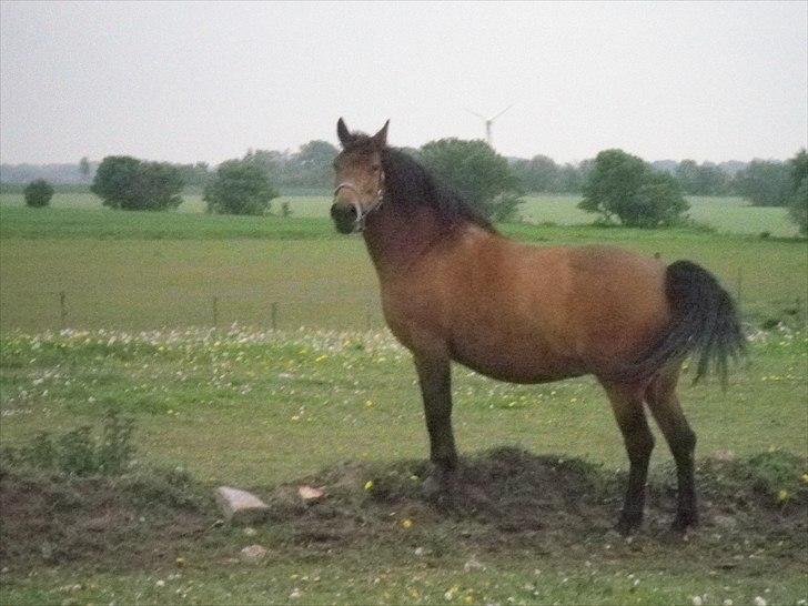 Anden særlig race Wendy - Lidt kongelig har man da lov til at være!! billede 13