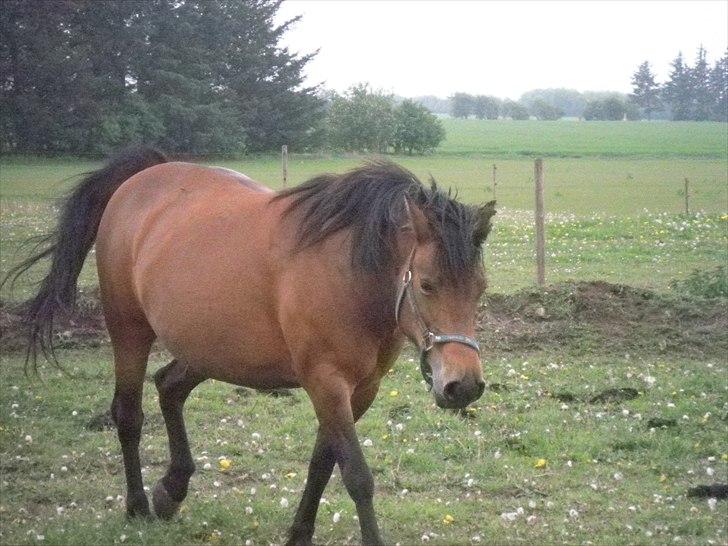 Anden særlig race Wendy - Ja ja.. Jeg kommer nu! Ingen grund til hastværk :o) billede 14