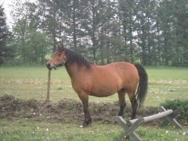 Anden særlig race Wendy - Så smuk er JEG!! billede 15