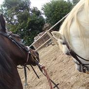 Anden særlig race wonder