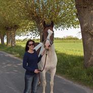 Pinto Hvedholms Figaro