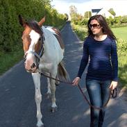 Pinto Hvedholms Figaro