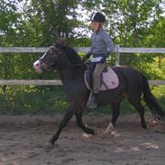 Welsh Cob (sec D) josefne<3