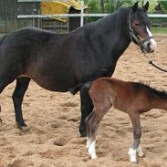 Welsh Cob (sec D) josefne<3