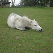 Welsh Pony (sec B) Rosengårdens Pollyanna