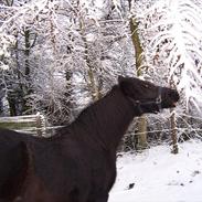 Anden særlig race blackie