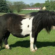 Shetlænder Asperas Erisort