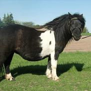 Shetlænder Asperas Erisort