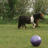 Shetlænder Asperas Erisort