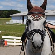 Anden særlig race Maybe grey <3