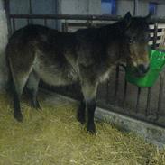 Anden særlig race Baltazar