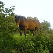 Anden særlig race Baltazar