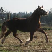 Welsh Cob (sec D) Pwllmelin Rhys