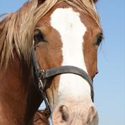 Welsh Cob (sec D) Pwllmelin Rhys