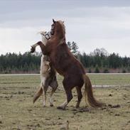 Welsh Cob (sec D) Pwllmelin Rhys