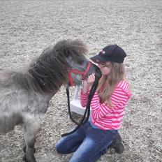 Shetlænder Sorteper:* [Himmelhest]