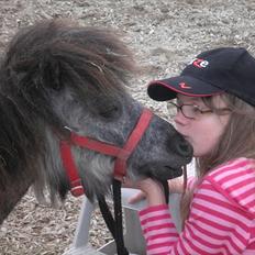 Shetlænder Sorteper:* [Himmelhest]