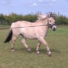 Fjordhest Sabina