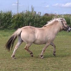 Fjordhest Sabina