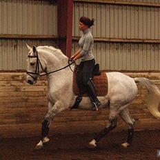 Anden særlig race Maseille