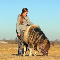 Shetlænder PH's Rammstein