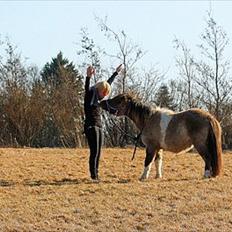 Shetlænder PH's Rammstein