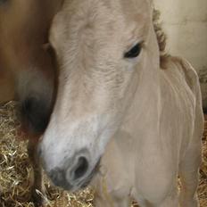 Fjordhest Nyx á Jungshoved