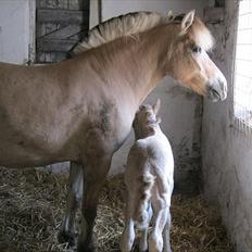 Fjordhest Nyx á Jungshoved
