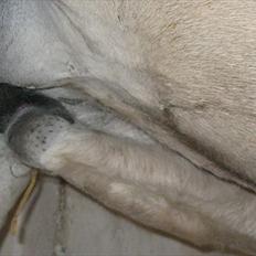 Fjordhest Nyx á Jungshoved