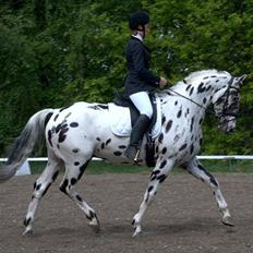 Knabstrupper Friis' Rex