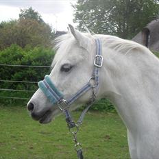 Welsh Pony (sec B) Rosengårdens Pollyanna