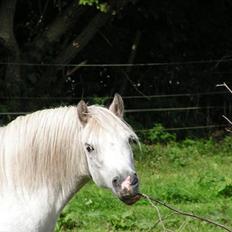 Welsh Pony (sec B) Rosengårdens Pollyanna
