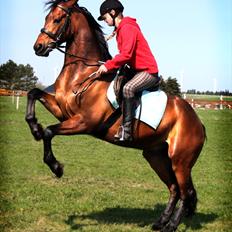 Anden særlig race Balcarno Star