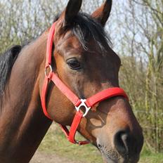 Anden særlig race Balcarno Star