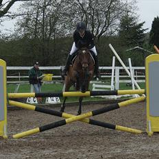 Welsh Pony (sec B) BRIACICOLE'S WELSHA