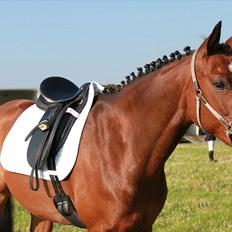 Welsh Pony (sec B) BRIACICOLE'S WELSHA