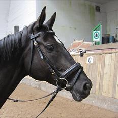 Trakehner Donau Cahlua