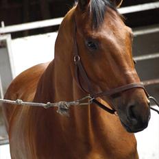 Dansk Varmblod Flanigan