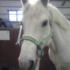 Connemara Hesselholts Marvin ^^savenet og elsket^^